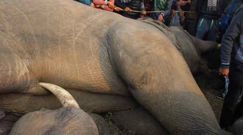 ELEPHANT