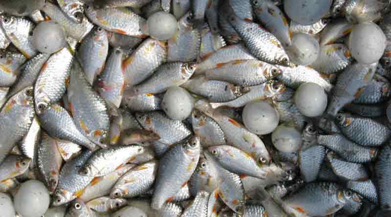Bengali news: Rail earned 78 lacs during lockdown by sending fish to Bengal | Sangbad Pratidin