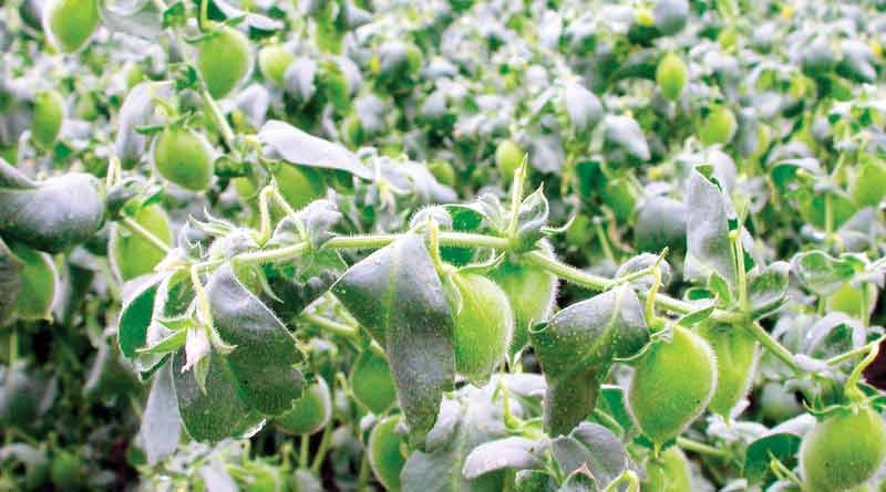 Gram cultivation in Ghatal