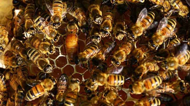 HONEY-BEE