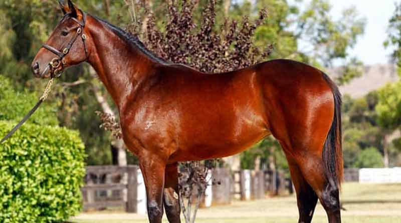 Horse named 