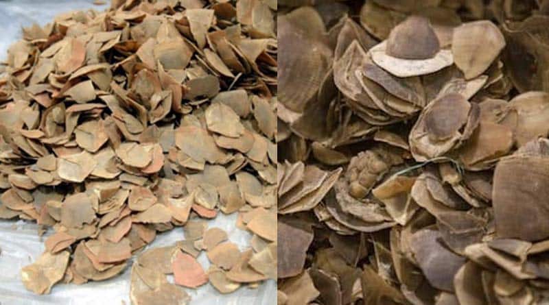  Pangolin smuggler held at NJP