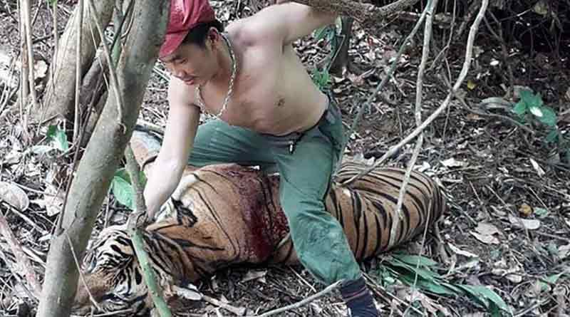 Tiger poachers arrested by Thai police 