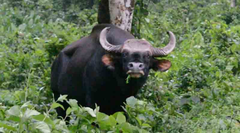 Bison attacks in Alipurduar, 2 injured
