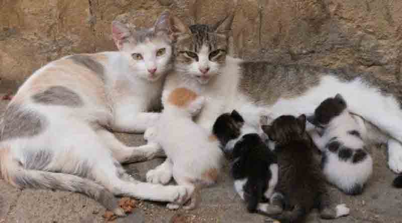 Legal problem in catching cats