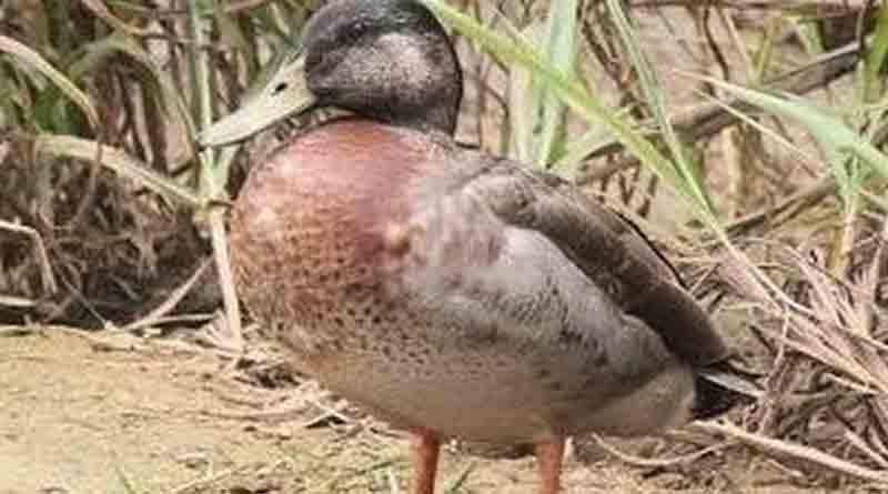 duck1
