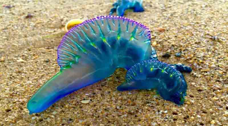 jellyfish2