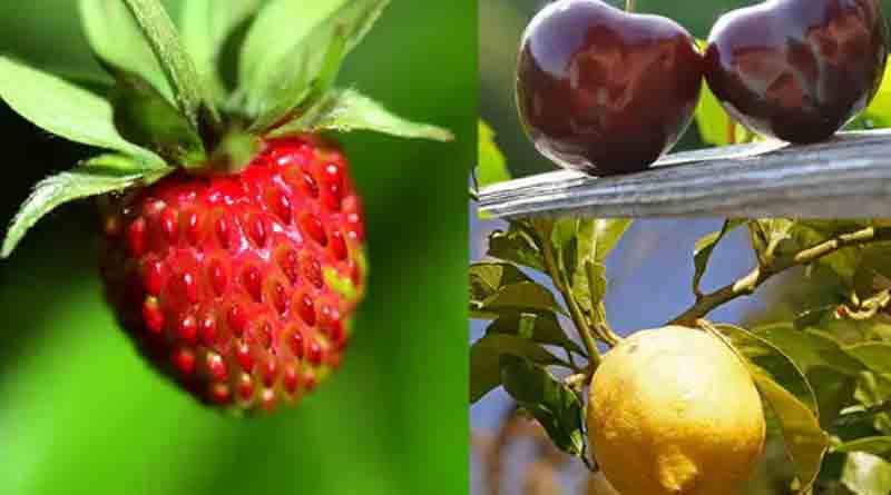 Gardening can be your best hobby