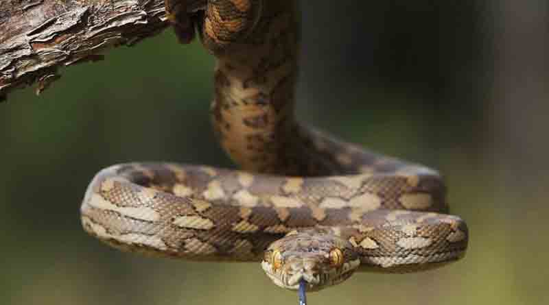 snake