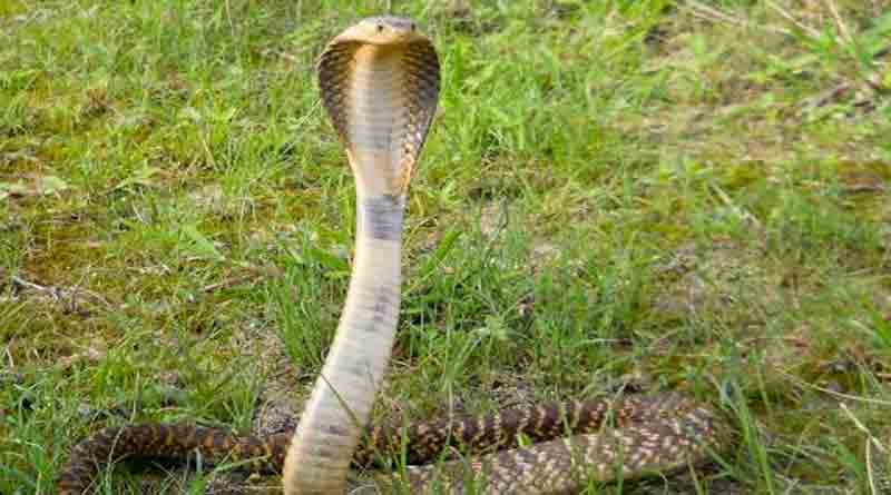 Snake creates panic in Malda