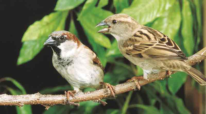 sparrow bird