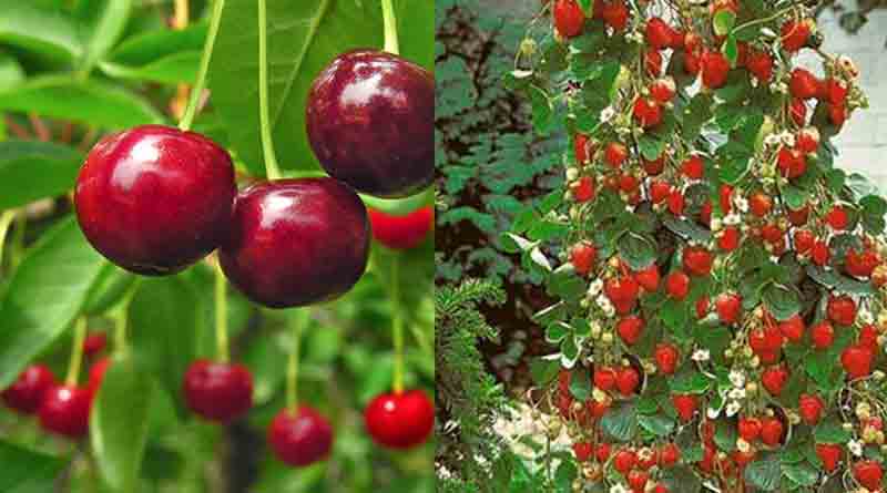 strawberry-cherry