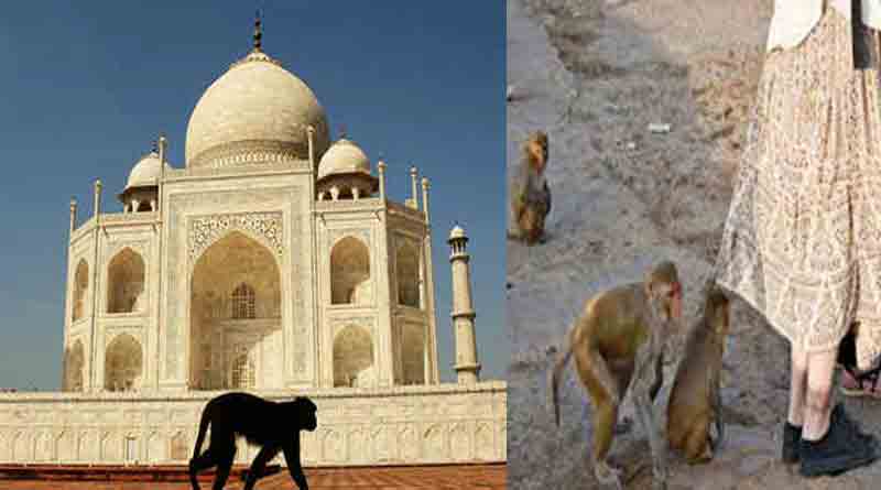 Monkey menace in Tajmahal