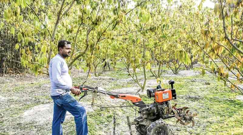Bay leaf farming in Balurghat
