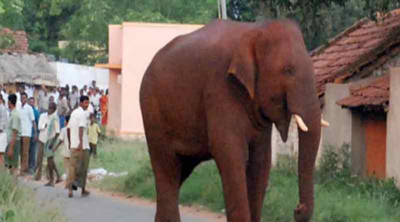 elephant2