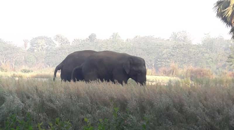 Elephants enters in Uluberia