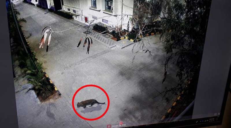 Leopard comes for window-shopping