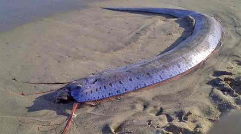 Panic after rare fish sighted in Japan