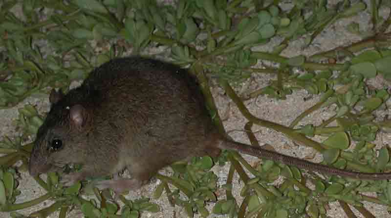 rat2