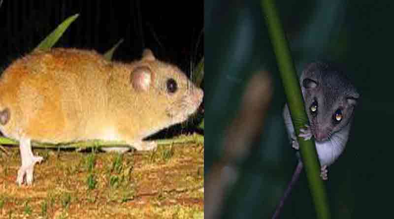 rat3