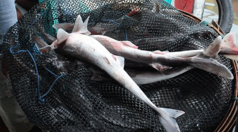 Endangered shark in plartes.