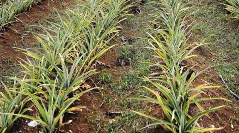 Pineapple cultivation in North Bengal