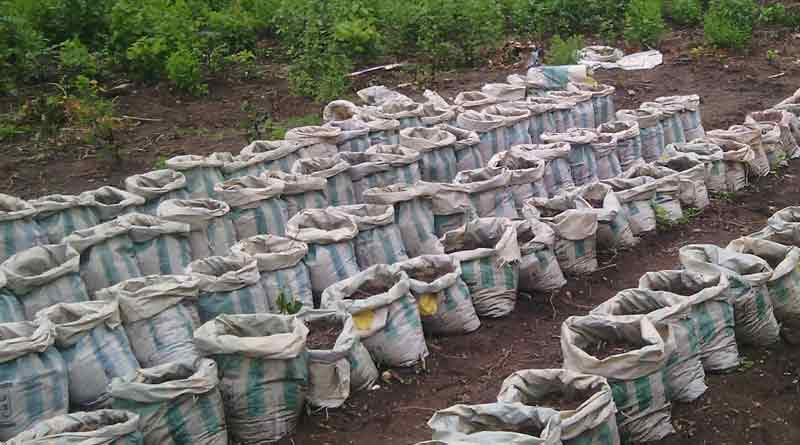 SACK-CULTIVATION