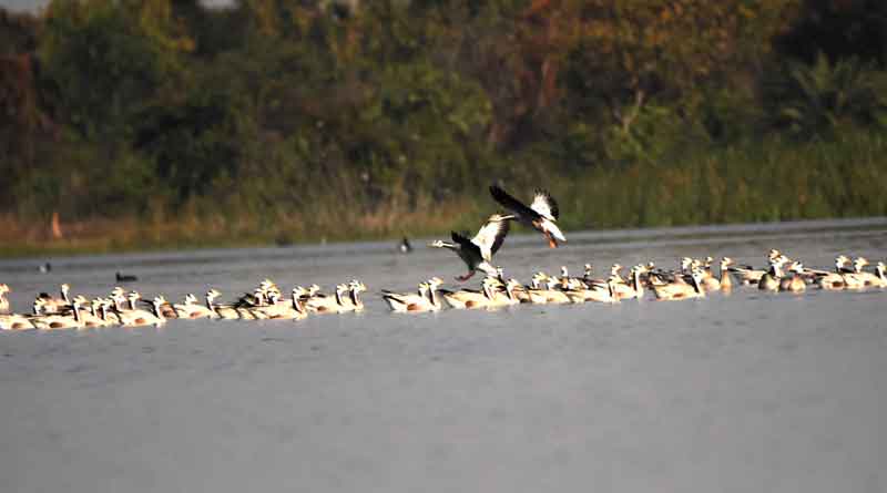 birds