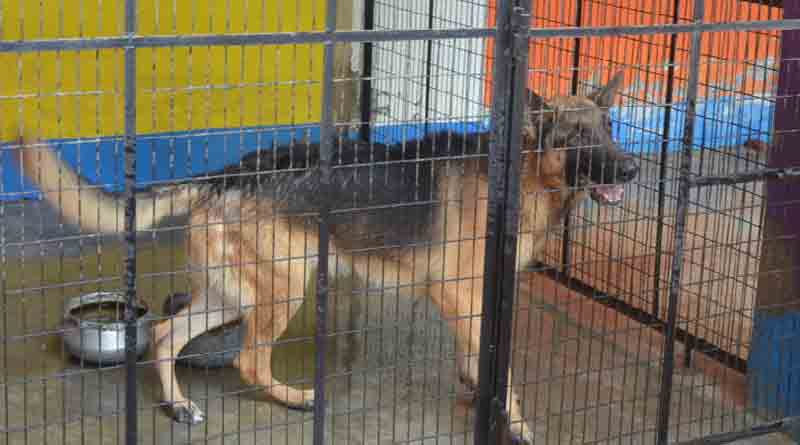 katwa-dog