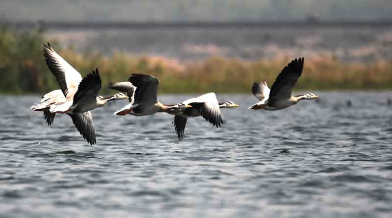 Spend your weekend in nature at Bandhesol, West Bengal