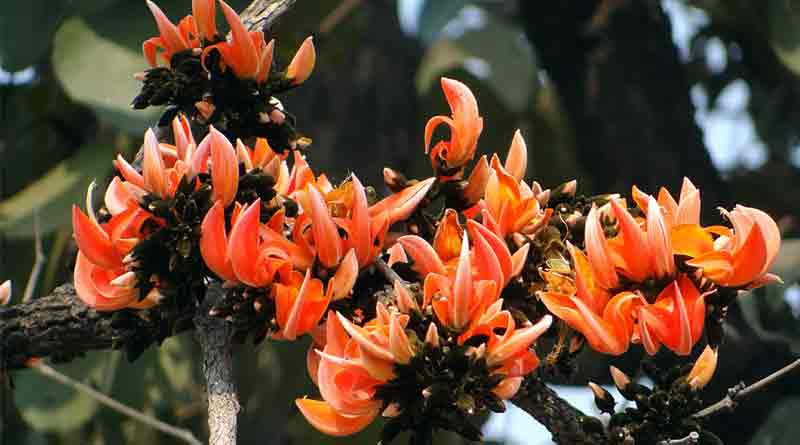 palash