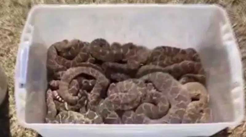 rattlesnake2