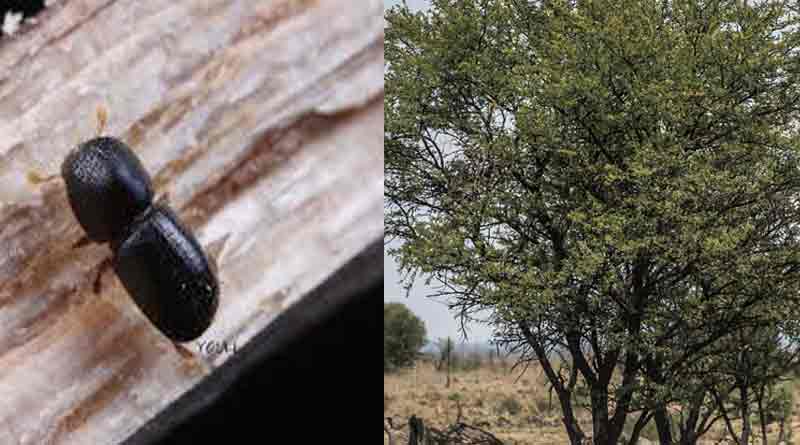 A small insect kills big trees into the dense forest of South Africa