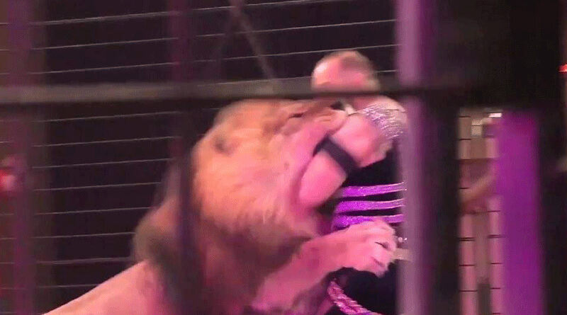 In Terrifying Video, Circus Lion Attacks Trainer As Audience Screams.