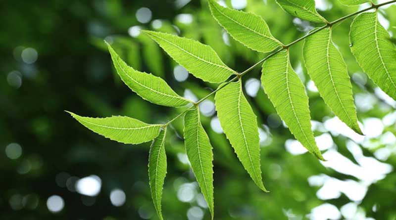 neem
