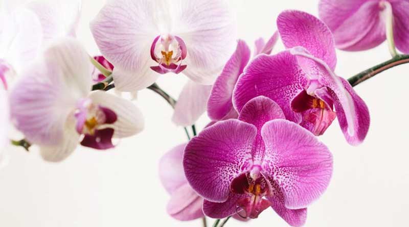 Five plants that release oxygen at night and decorate home