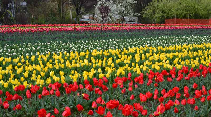 tulip garden