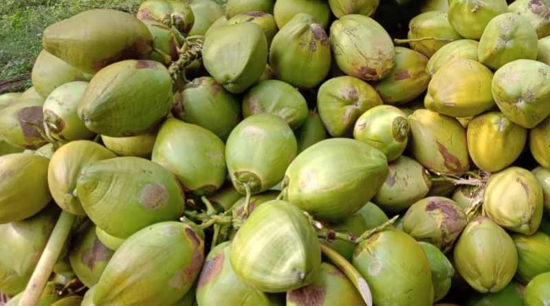 Green coconut price increasing for heat wave in Balurghat.