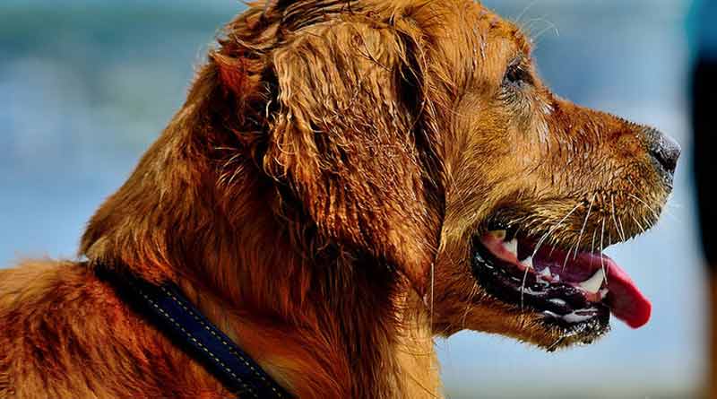 land lord throws hot water on pet dog due to anger over tenent