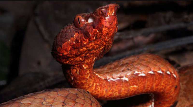 New Species Of Viper With Unique Heat-Sensing Ability