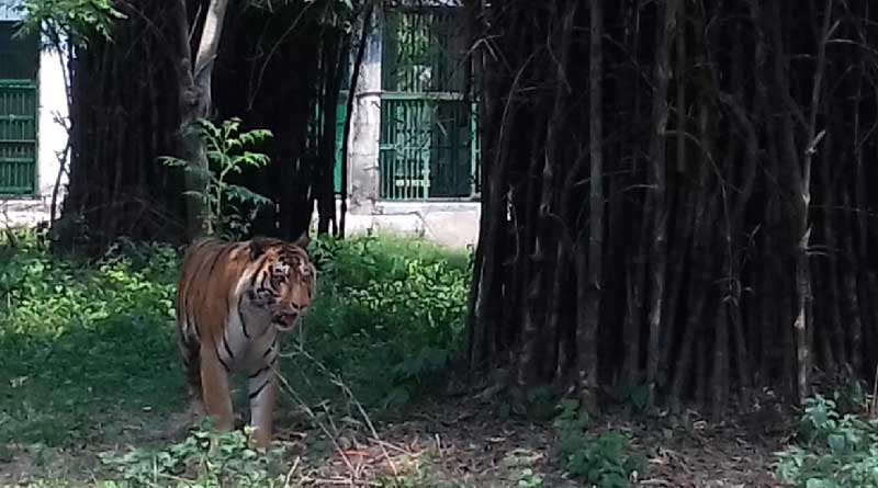 Forest officials plant to bring companions for tiger in Alipurduar reserve.