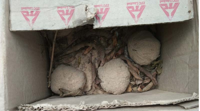 Bomb recovered from Khandaghosh and Bangaon area.