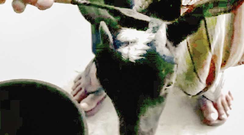 White goats artifically coloured for commercial purpose in Siliguri