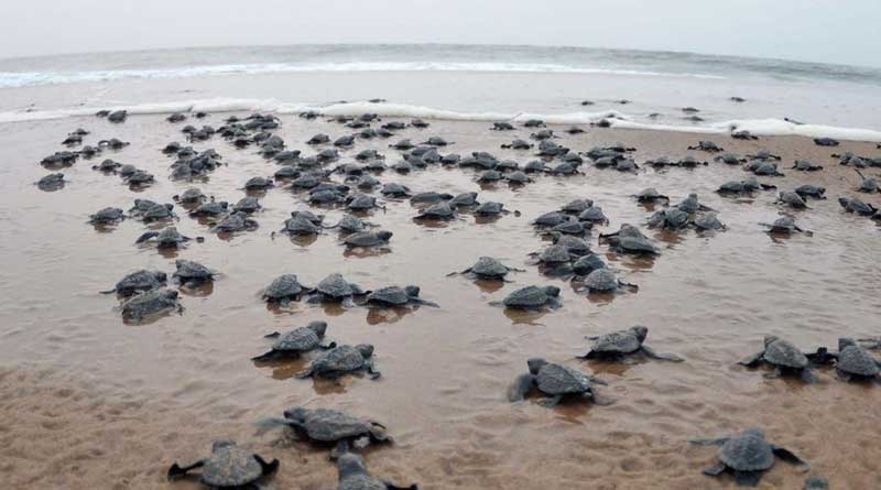 Could Olive Riddle tortoises smell of natural calamity like Fani