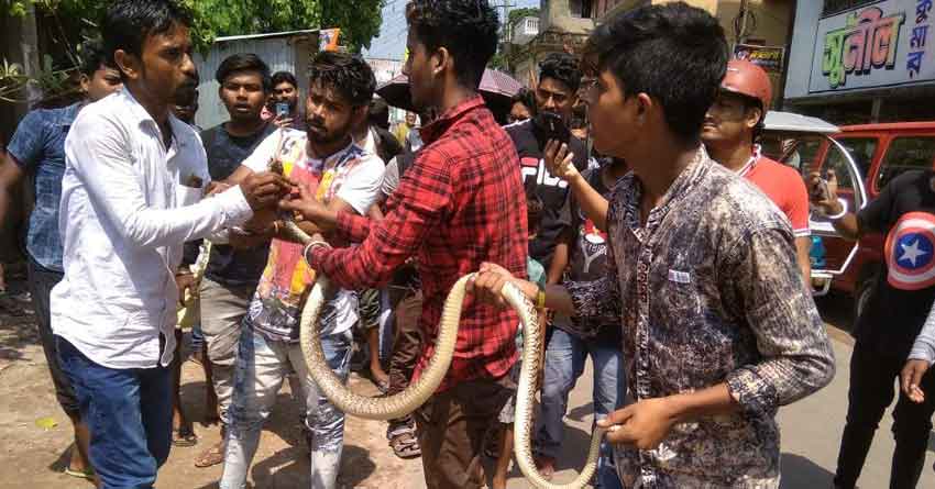 snake