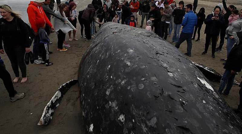 severe death of gray whale along west coast of California increases anxiety
