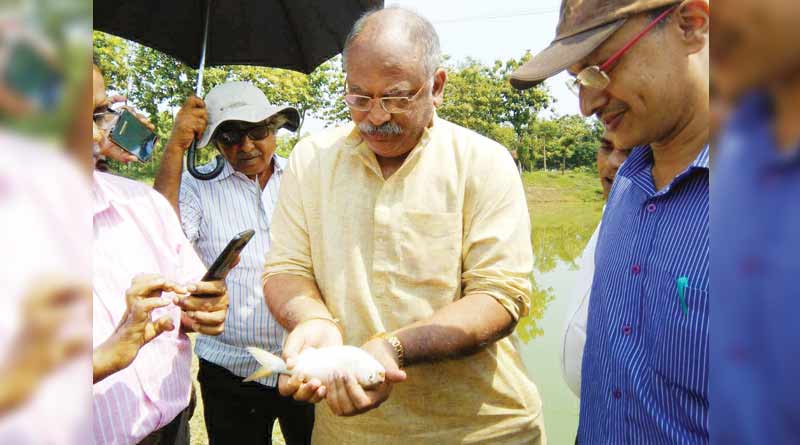 A farmer cultivates hilsa in his pond at Hooghly's Mogra