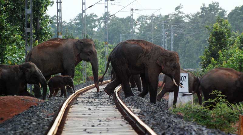 In a first Assam seizes locomotive for ‘murdering’ elephants | Sangbad Pratidin
