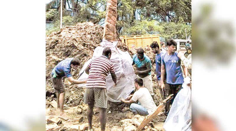 Tree transplant in kolkata Medical colleage and hospital area.