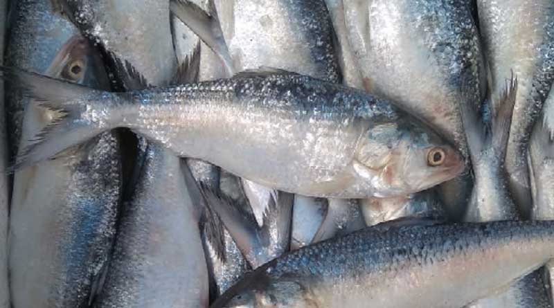 Fishermen are preparing for fishing of Hilsa coming monsoon season after lockdown